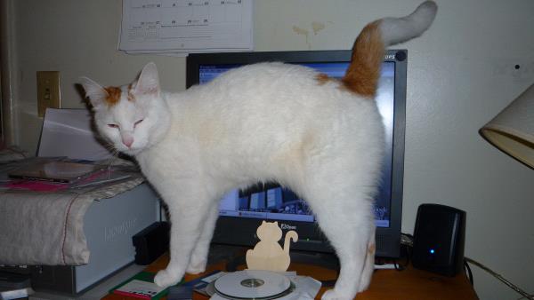 /images/uploads/juneau animal rescue/alaskapets2020/entries/14725thumb.jpg